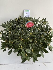 Rhododendron 'Nova Zembla' ROOD 90-100 cm cont. 25L