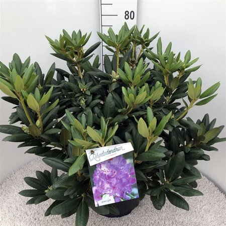Rhododendron 'Everestianum' PAARS 60-80 cm cont. 20L - afbeelding 1