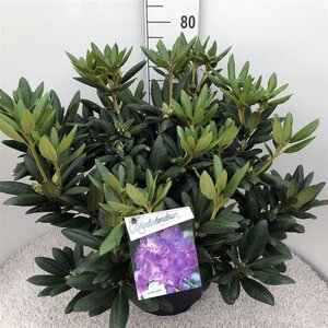 Rhododendron 'Everestianum' PAARS 60-80 cm cont. 20L - afbeelding 1