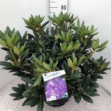 Rhododendron 'Everestianum' PAARS 60-80 cm cont. 20L - afbeelding 1