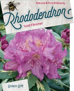 Rhododendron 'Goldflimmer' PAARS 30-40 cm cont. 10L