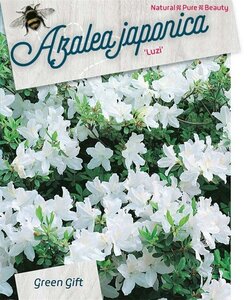 Rhododendron (AJ) 'Luzi' 60-80 cm cont. 40L