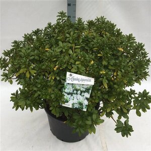 Rhododendron (AJ) 'Luzi' 60-80 cm cont. 40L - afbeelding 2