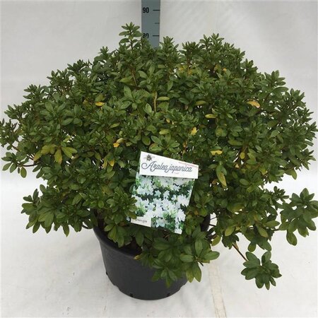 Rhododendron (AJ) 'Luzi' 60-80 cm cont. 40L - image 2