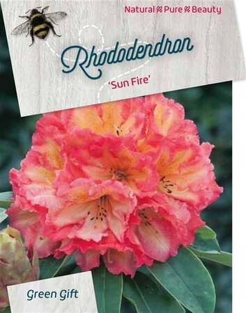 Rhododendron 'Sun Fire' 40-50 cm cont. 10L - afbeelding 1