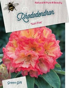 Rhododendron 'Sun Fire' 40-50 cm cont. 10L