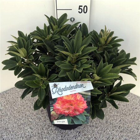 Rhododendron 'Sun Fire' 40-50 cm cont. 10L - afbeelding 2