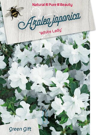 Rhododendron (AJ) 'White Lady' 40-50 cm cont. 10L