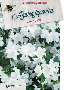 Rhododendron (AJ) 'White Lady' 40-50 cm cont. 10L