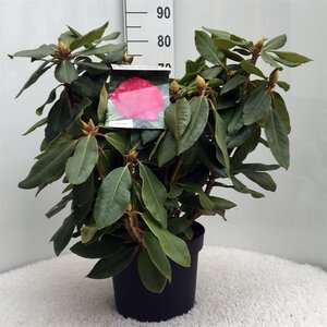 Rhododendron 'P. American Beauty' 50-60 cm cont. 10L - afbeelding 1