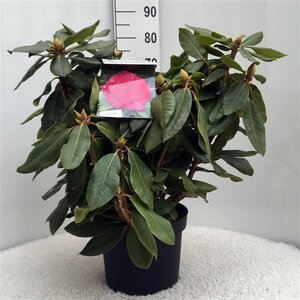 Rhododendron 'P. American Beauty' 50-60 cm cont. 10L