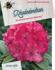 Rhododendron 'P. American Beauty' 50-60 cm cont. 10L - afbeelding 2