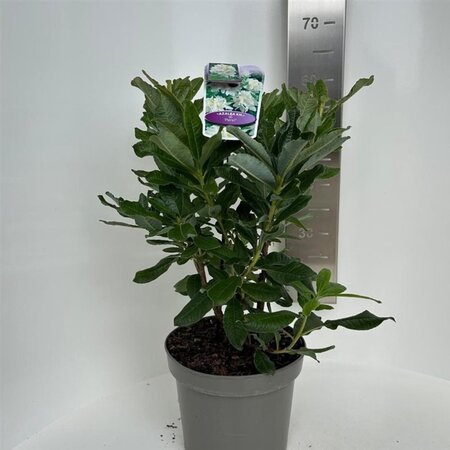 Rhododendron knaphill 'Persil' WIT 30-40 cm cont. 5,0L - afbeelding 1