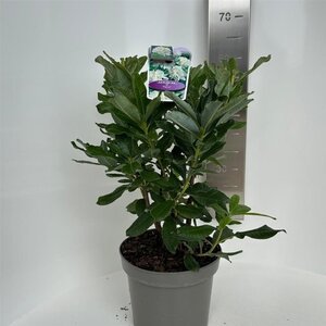 Rhododendron knaphill 'Persil' WIT 30-40 cm cont. 5,0L