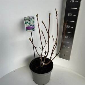 Rhododendron knaphill 'Persil' WIT 40-50 cm cont. 5,0L