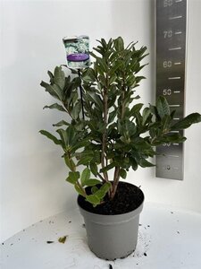 Rhododendron knaphill 'Persil' WIT 40-50 cm cont. 5,0L