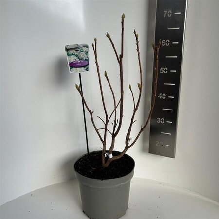 Rhododendron knaphill 'Persil' WIT 40-50 cm cont. 5,0L - afbeelding 2