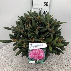 Rhododendron (Y) 'Polaris' ROZE 30-40 cm cont. 10L - afbeelding 1