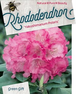 Rhododendron (Y) 'Polaris' ROZE 30-40 cm cont. 10L - afbeelding 2