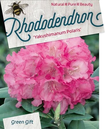 Rhododendron (Y) 'Polaris' ROZE 40 cm cont. 10L bol - afbeelding 1