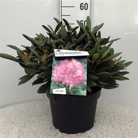 Rhododendron (Y) 'Polaris' ROZE 40 cm cont. 10L bol - afbeelding 2