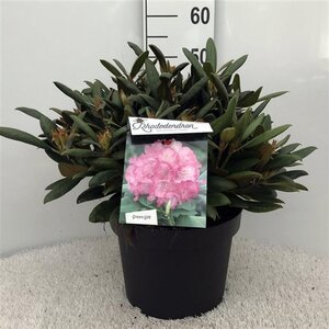 Rhododendron (Y) 'Polaris' ROZE 40 cm cont. 10L bol - afbeelding 2