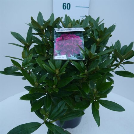 Rhododendron (P) 'Polarnacht' PAARS 30-40 cm cont. 5,0L - afbeelding 1