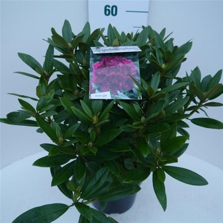 Rhododendron (P) 'Polarnacht' PAARS 30-40 cm cont. 5,0L - afbeelding 2