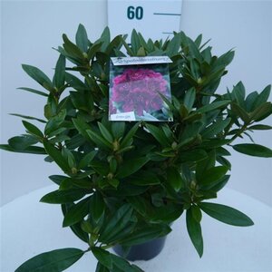 Rhododendron (P) 'Polarnacht' PAARS 30-40 cm cont. 5,0L - afbeelding 2