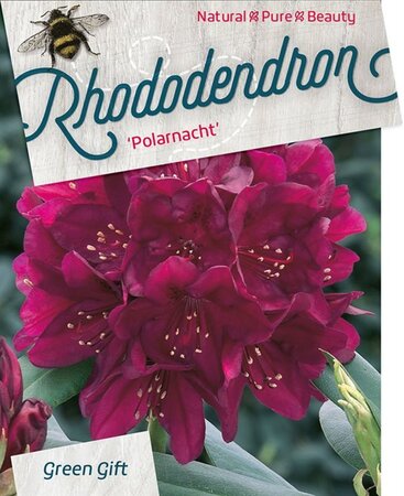 Rhododendron (P) 'Polarnacht' PAARS 30-40 cm cont. 5,0L - afbeelding 2