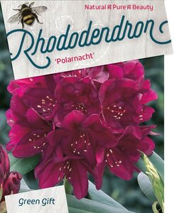 Rhododendron (P) 'Polarnacht' PAARS 30-40 cm cont. 5,0L - afbeelding 2