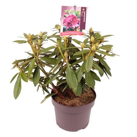 Rhododendron (P) 'Polarnacht' PAARS 30-40 cm cont. 5,0L - afbeelding 1