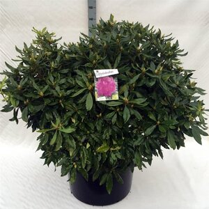 Rhododendron ponticum PAARS 100-120 cm cont. 80L - afbeelding 1