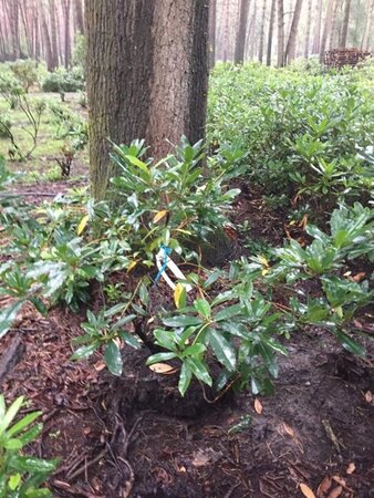 Rhododendron ponticum PAARS 100-120 cm met kluit - afbeelding 1