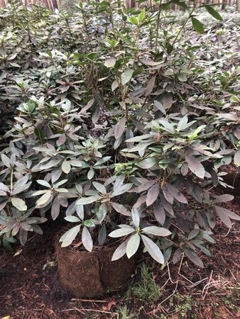 Rhododendron ponticum PAARS 100-120 cm met kluit - afbeelding 21