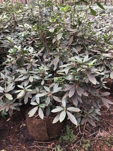 Rhododendron ponticum PAARS 100-120 cm met kluit - afbeelding 21