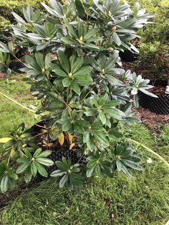 Rhododendron ponticum PAARS 100-120 cm met kluit - afbeelding 22