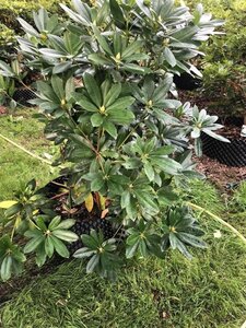 Rhododendron ponticum PAARS 100-120 cm met kluit - afbeelding 22