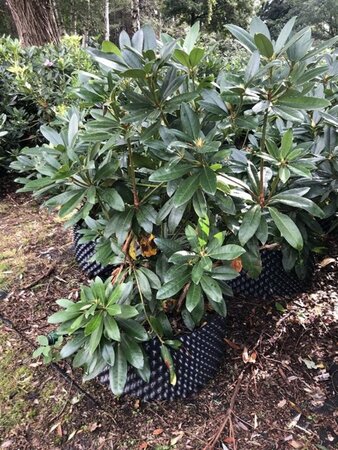 Rhododendron ponticum PAARS 100-120 cm met kluit - afbeelding 23