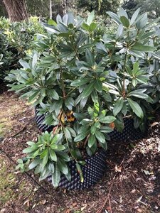 Rhododendron ponticum PAARS 100-120 cm met kluit - afbeelding 23