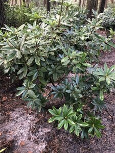 Rhododendron ponticum PAARS 100-120 cm met kluit - afbeelding 27