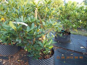 Rhododendron ponticum PAARS 100-120 cm met kluit - afbeelding 24
