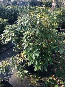 Rhododendron ponticum PAARS 100-120 cm met kluit - afbeelding 25