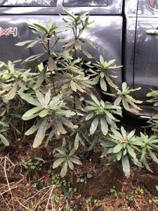 Rhododendron ponticum PAARS 100-120 cm met kluit - afbeelding 26