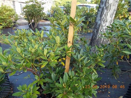 Rhododendron ponticum PAARS 100-120 cm met kluit - afbeelding 15