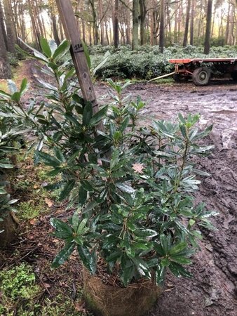 Rhododendron ponticum PAARS 100-120 cm met kluit - afbeelding 14