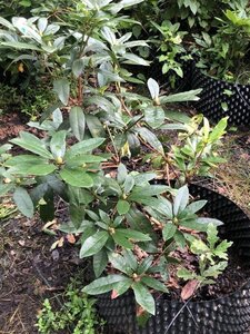 Rhododendron ponticum PAARS 100-120 cm met kluit - afbeelding 17