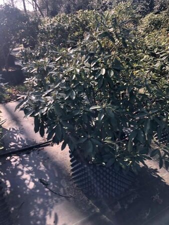 Rhododendron ponticum PAARS 100-120 cm met kluit - afbeelding 13