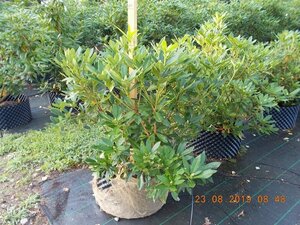 Rhododendron ponticum PAARS 100-120 cm met kluit - afbeelding 2