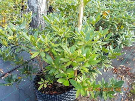Rhododendron ponticum PAARS 100-120 cm met kluit - afbeelding 3